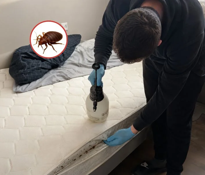 Technicien traitant un matelas contre les punaises de lit à Saint-Clair-sur-Epte